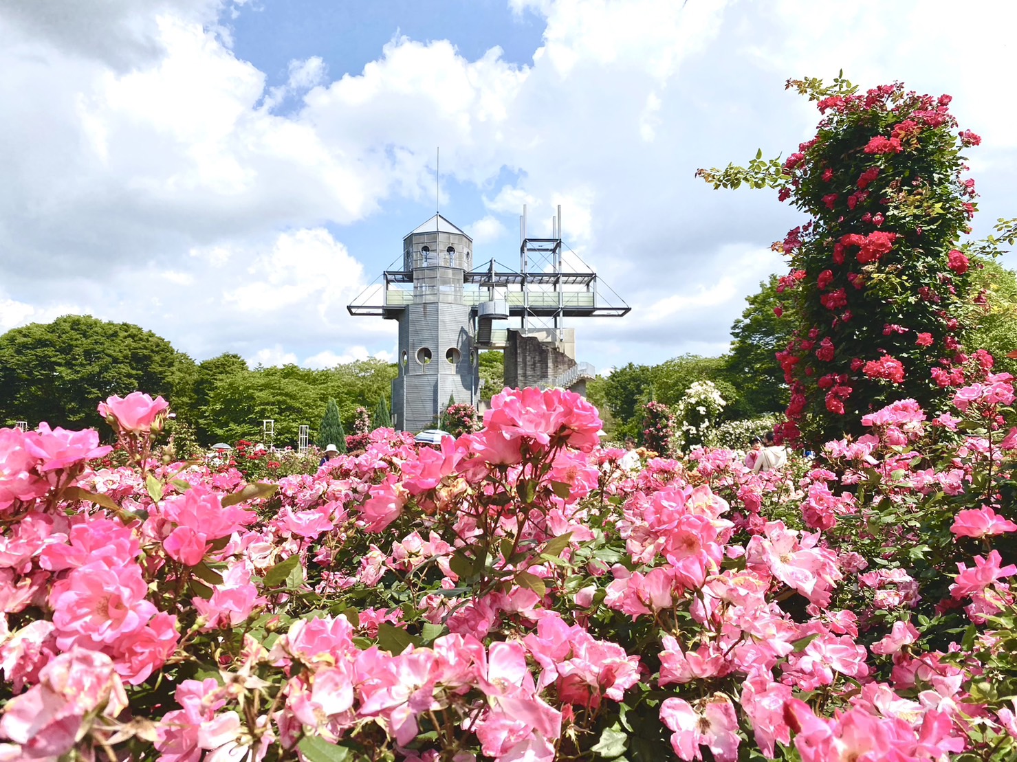 熊本県合志市のかとれあ会で、心と体がほぐれる温かな共同生活を。