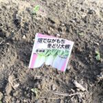 八女市立花の『小規模多機能ホーム森の里』の畑で自給自足チャレンジ