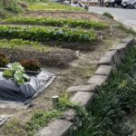 小規模多機能ホーム森の里の家庭菜園がガチすぎるのでぜひ見てほしい件