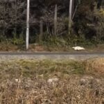 和水町大田黒にあるデイサービス「森の里介護センター」ってこんなのどかな場所なんだよってご紹介