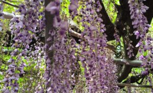 看護小規模多機能ホーム森の里のみんなで中山大藤まつりに行ってきたよ