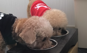 完全に個人ブログ：森の里の事務長がトイプードルの里親になっただけの話