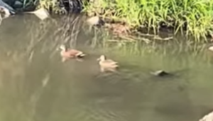 和水町にある森の里デイサービスの裏にある和二川で鴨が平和してた話。