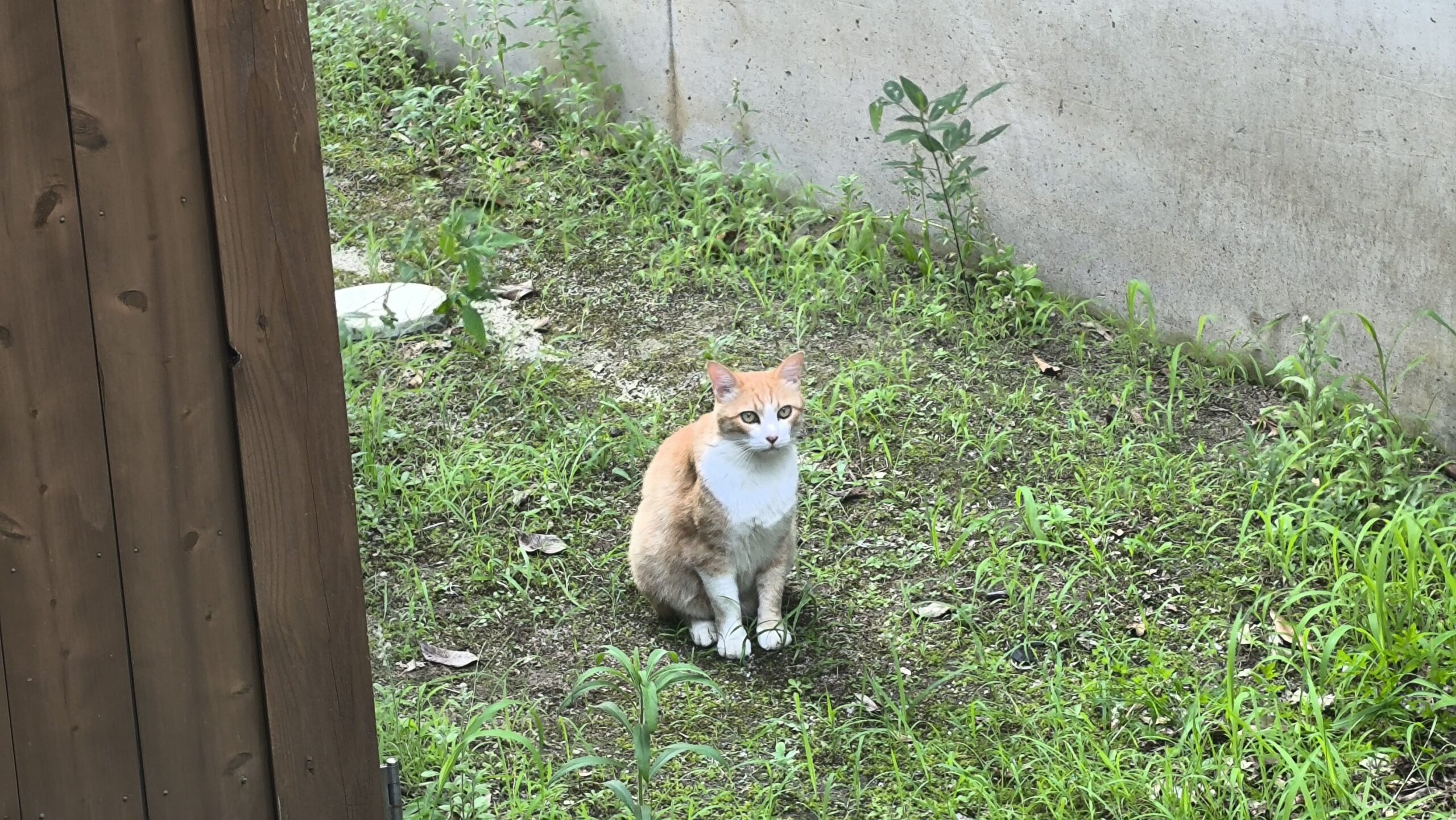にゃんこ救出大作戦
